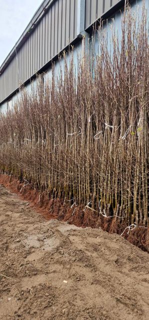 Fruit trees from nursery Quality AAA Experience Over 50 Years Supply Duration More Than 15 Years Production Method Grown In Own Nurseries - Image 4