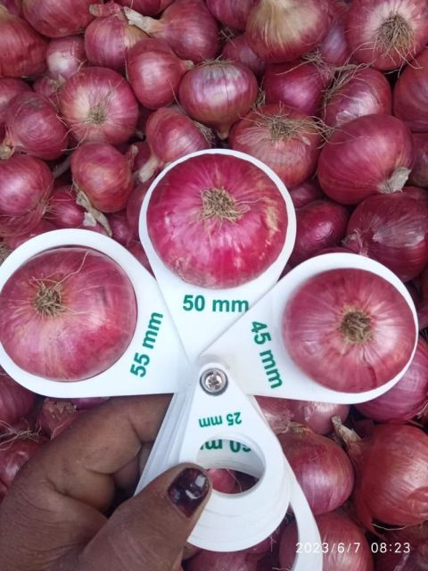 Fresh onion – product photo 3, product detail gallery