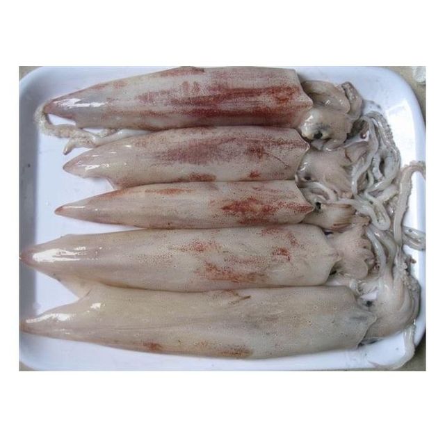 Cheap Wholesale Top Quality Frozen Whole Loligo Squid (Seafood) In Bulk - Image 5
