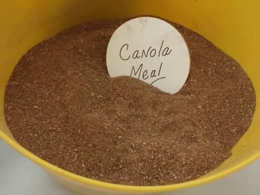 Rapeseed Meal and Canola Meal - Image 3
