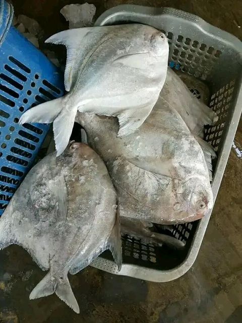Fresh Chilled Chines pomfret Payment Terms LC & TT Shipping Method By Air - Image 2