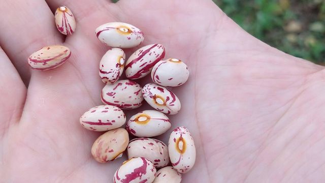 Fresh Cranberry Beans Clean Dry Natural Beans With Rich Nutrition For Food Preparation Buy Fast Delivery Premium Quality Wholesale Naturally Perfect For Home Kitchen And Industry - Image 5