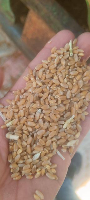 Premium Quality Wheat Grains for Flour, Bakery & Food Processing | Bulk Supply - Image 4
