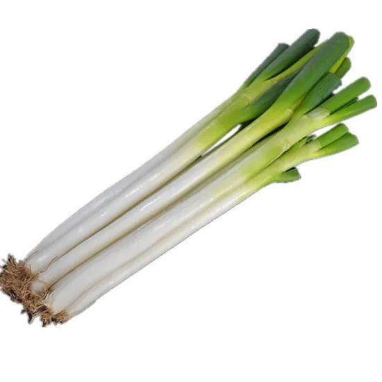 High Quality China Fresh Green Onion/Scallion Grade a+ Trademark aowoshi HS Code 0703902000 Shef Time 5 Months Model NO. - Image 4