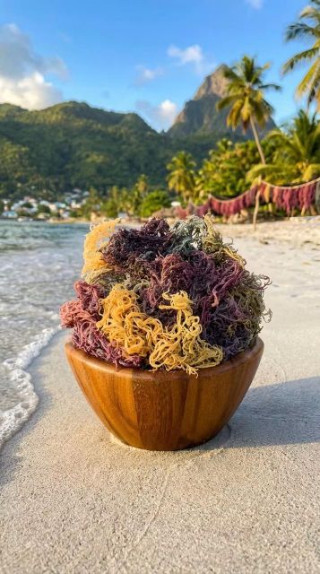 Premium Gold Sea Moss (<12% Moisture) - Image 2