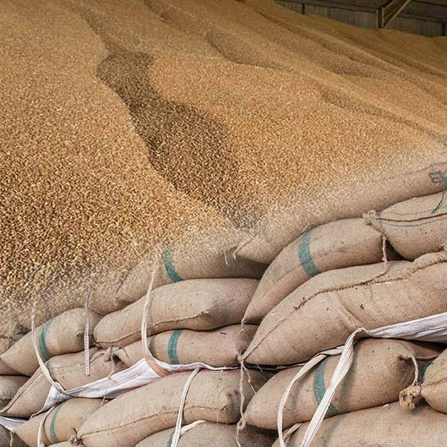 Premium Dried AD Wheat Grain Organic 25-50 Kg PP Bag Packaging 24 Months Shelf Life - Image 1