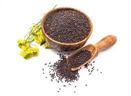 BLACK MUSTARD   Mustard Seeds (Black)  Small Mustard Seeds Packaging 25kg pp - Image 2