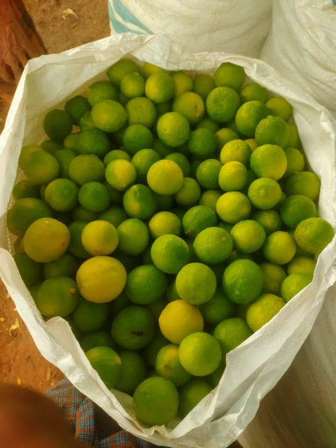 Fresh Lemon Organic Yes - Image 4