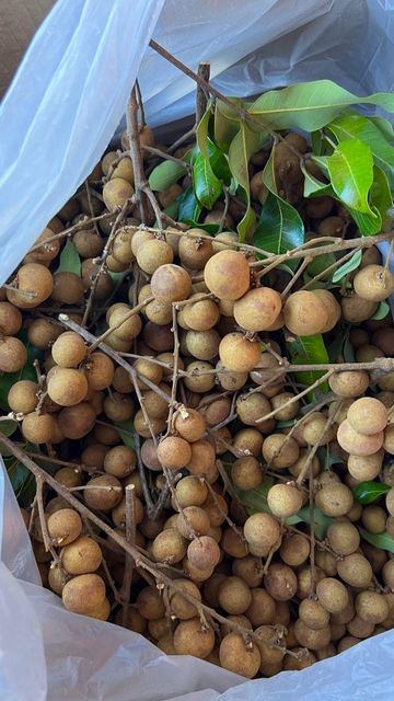 DRIED/ FROZEN LONGAN FROM VIETNAM - Viet Delta Origin Vietnam Shelf Life 24 Months Model Number Ms. Kana Brand Name Viet Delta - Image 3