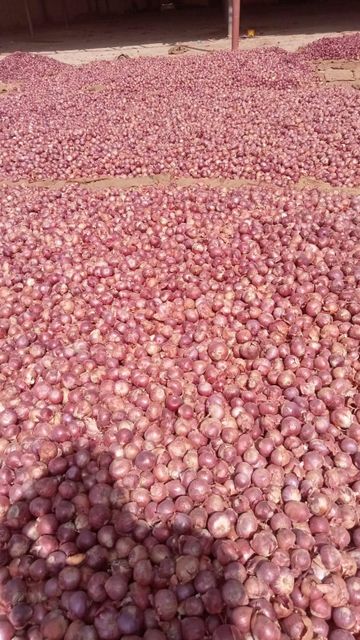 Quality fresh onion and potatoes – product photo 3, product detail gallery