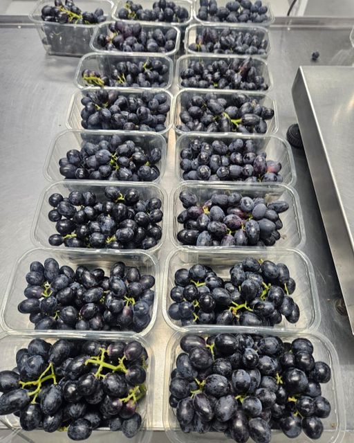 Fresh Midnight Beauty Sugra 13 Seedless Grapes for sale!! Class 1 export quality black seedless grapes for export – product photo 3, product detail gallery