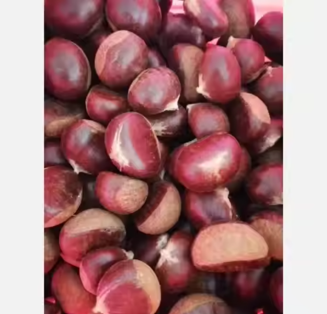 Wholesale Premium Raw Chestnuts – Fresh Natural Edible Chestnuts - Image 2