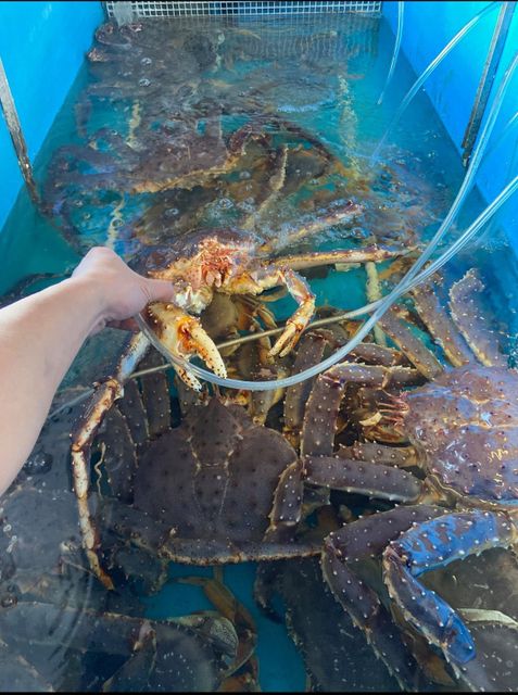 Buy Frozen Snow Crab Cluster / Snow Crab Clusters / Crab Legs for Sale Wholesale Snow Crab Meat - Image 5