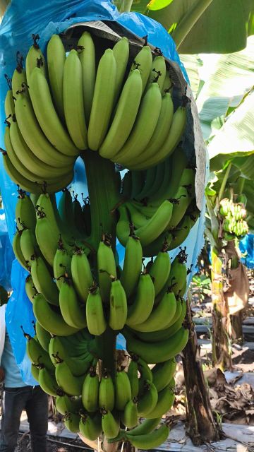 G9 Cavendish Banana - Image 3