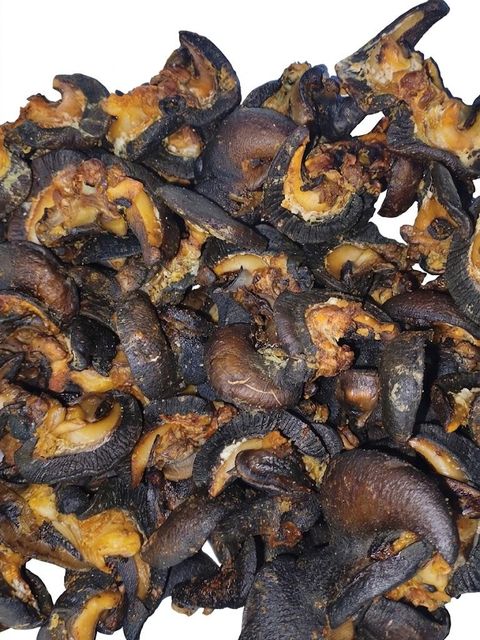 Dried African Giant Land Snail (Archachatina marginata) - Image 2