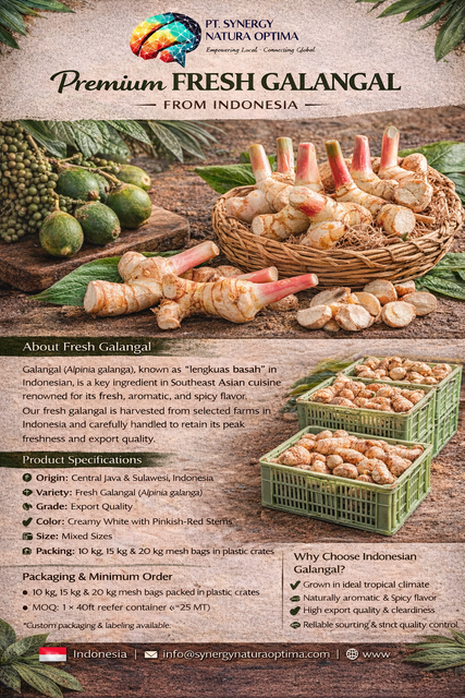 Fresh Galangal Grade Export Quality Type Fresh / Wet Galangal Aroma Fresh, Strong & Aromatic Botanical Name Alpinia Galanga - Image 1