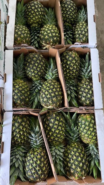 Pineapple NFC juice Organic Yes Degree of Processing Frozen Degree Of Maturity Mature, Pre-Ripened - Image 3