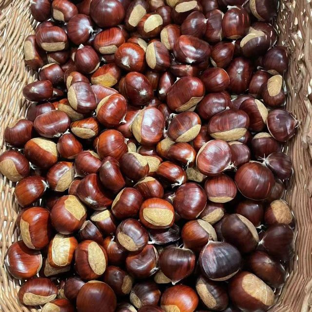 Chinese Tai Shan chestnut - Image 3