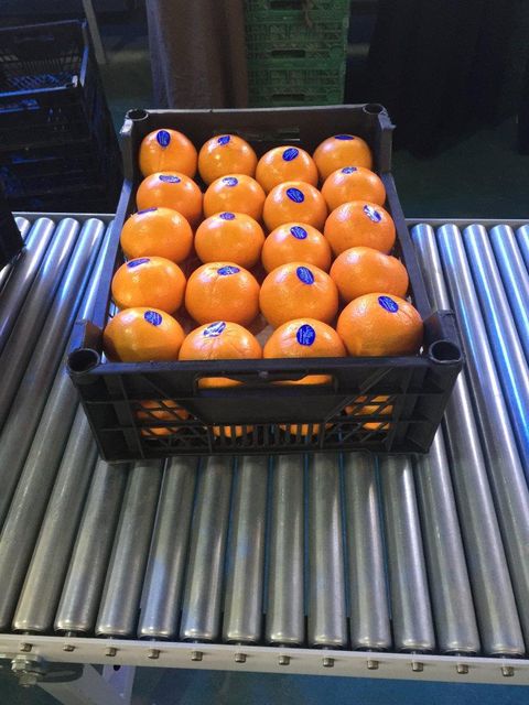 Mandarin - Image 1