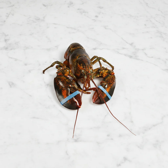 Authentic Live Canadian Lobster Cold Water Fresh Catch Exceptional Texture Delicious Seafood For Every Occasion - Image 3