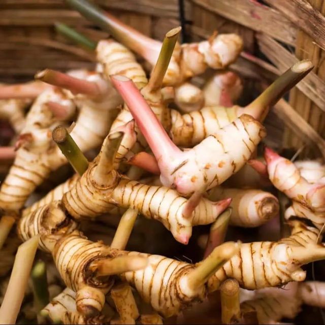 Fresh Galangal Grade Export Quality Type Fresh / Wet Galangal Aroma Fresh, Strong & Aromatic Botanical Name Alpinia Galanga - Image 3