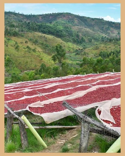 Burundi Arabica Green Coffee - Image 7