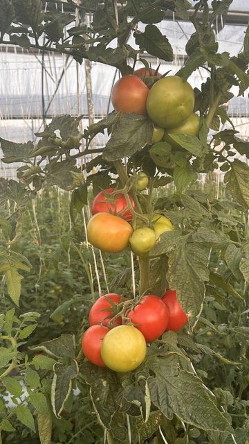 Tomatoe – product photo 3, product detail gallery