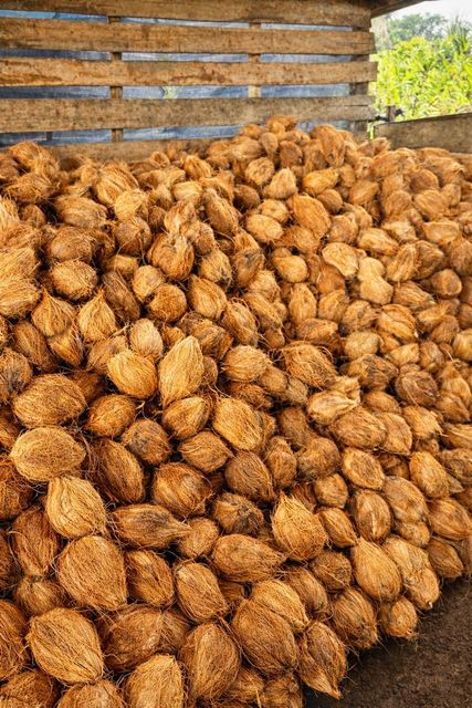 Dehusked Coconut Organic Yes Origin Indonesia Address Indonesia Shape Round / Oval Type Dehusked Coconut Variety Mature Coconut - Image 4