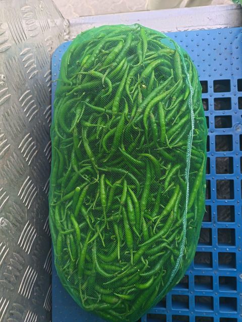 Green Chillies – product photo 3, product detail gallery