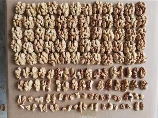 Walnuts in Shell Fresh and Dried Walnut Kernels Origin China Storage Shade Processing Raw Trademark sugo Model NO. - Image 1