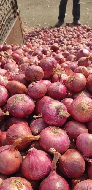Red onions Organic Yes Texture Firm Color Red / White Foreign Matter Nil Flavor Strong Pungent Flavor Storage Performance Excellent - Image 4