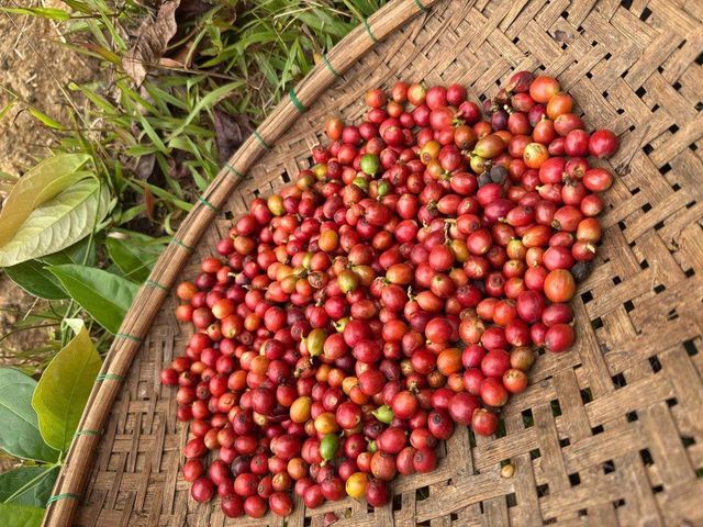 Robusta Honey S16 Coffee – product photo 4, product detail gallery