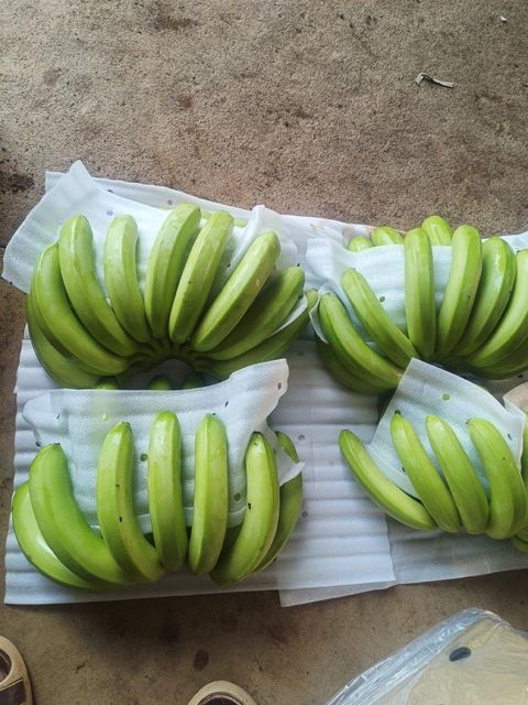 Vietnam Lowland Premium Fresh Banana Export to the world Size 4 - 5-6 exporting the quantuity - Image 3