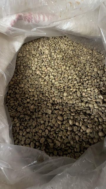 green beans Robusta - Image 4