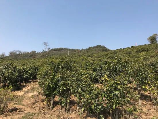 Health Bulk Milk Material Loose Jasmine Flower Green Tea Origin Yunnan Type Green Tea Model NO. JGTMT#5 Trademark - Image 6