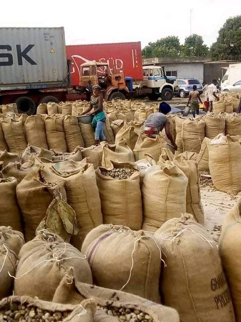 Premium Organic Raw Cashew Kernels – Top Grade, Unprocessed Nut Wholesale Supply  - Image 4