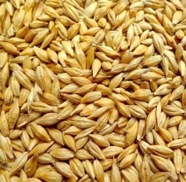 High-Quality Barley – For Food, Malt, and Feed Applications Purity ≥ 98% Admixture ≤ 1% Moisture ≤ 13% Protein 10% – 13% - Image 4