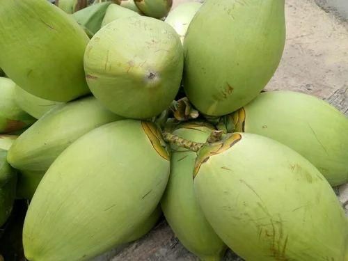 Green coconut – product photo 1, product detail gallery