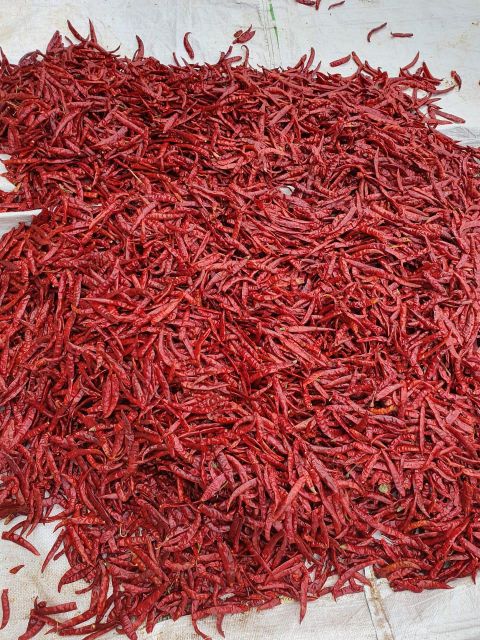 Red Chilli - Teja S17 Material Raw Shelf Life 12 months Place of Origin INDIA Max. Moisture (%) Below 12% Brand Name JRR - Image 4