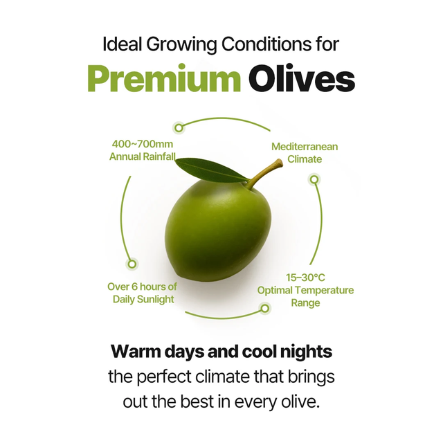 OliveQueen Organic Extra Virgin Olive Oil | Cold-Pressed natural Culinary Blend - Image 1