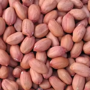 Roasted Peanut Kernels/Premium/Crispy&Fresh - Image 3