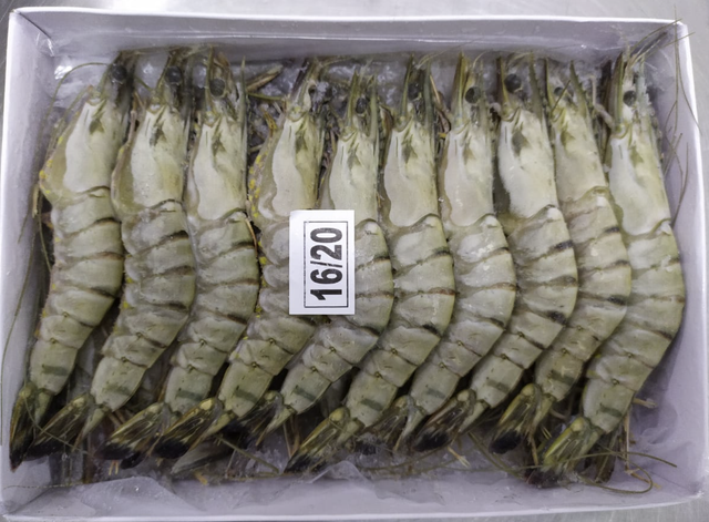 LOBSTER/BLACK TIGER PRAWN Type Lobster/Prawn Packaging Cold - Image 4