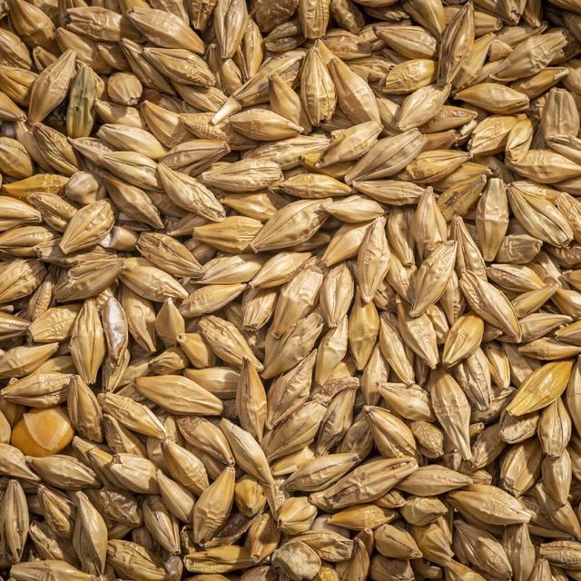 High Demand Barley Grain Bulk Quantity Clean Natural Product For Global Food Industry Buyers - Image 4