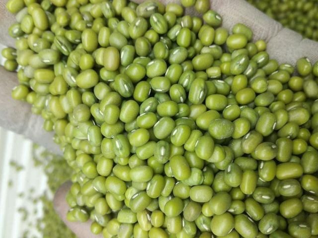 Premium Green Mung Beans Wholesale Bulk Supply Export Quality for Food Processing and Retail - Image 3