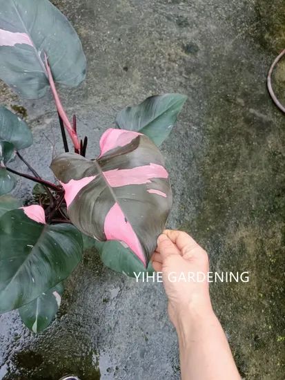 Philodendron Pink Princess Variegated Live Indoor Plants Origin China Feature Evergreen Model NO. PH50710 Properties Nature - Image 1