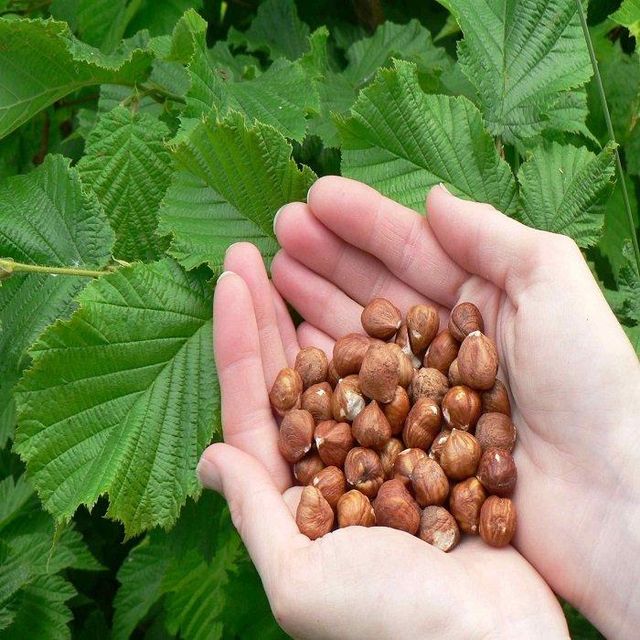 Natural Roasted Hazelnuts in Shell Whole Gourmet Nut Snack Healthy Crunchy Dried Nuts for Baking Desserts - Image 4