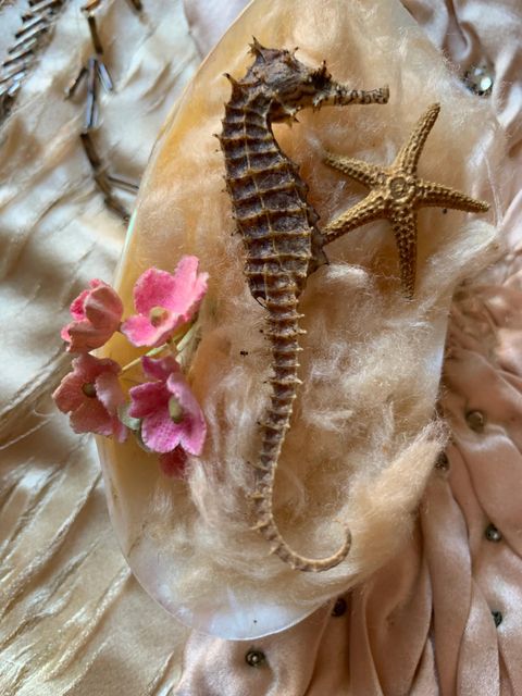 Finest Dried Sea Horse Premium Grade Product Available To Buy With Reliable Packaging And Great Value Offer - Image 4