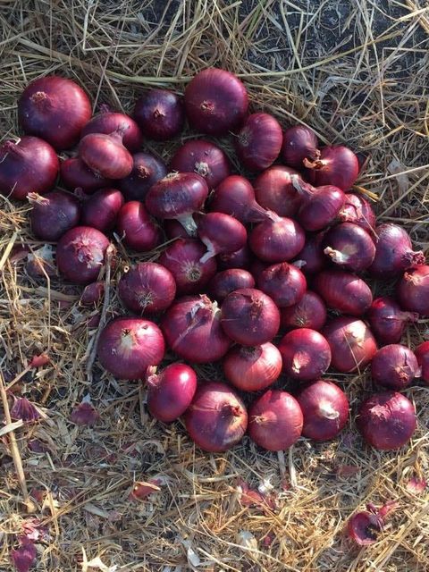 Red onions - Image 5