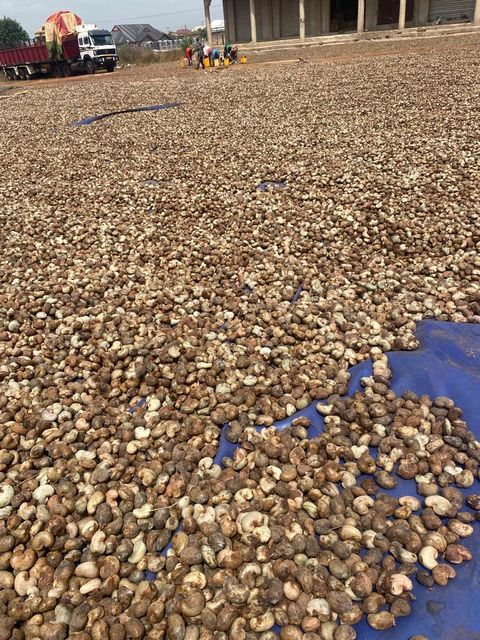 Raw cashew nuts and kernel - Image 1