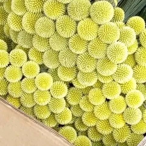 Cut Flowers - Image 4